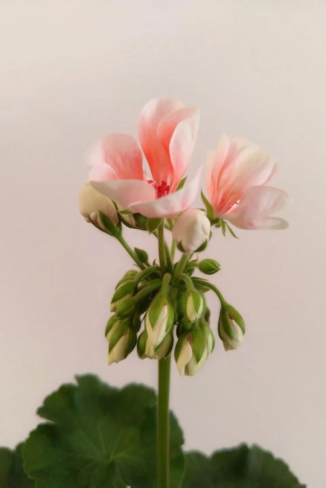 被抢空的牌子这次居然100+就能拥有AG真人平台真爱大牌返场 一上线就(图37)